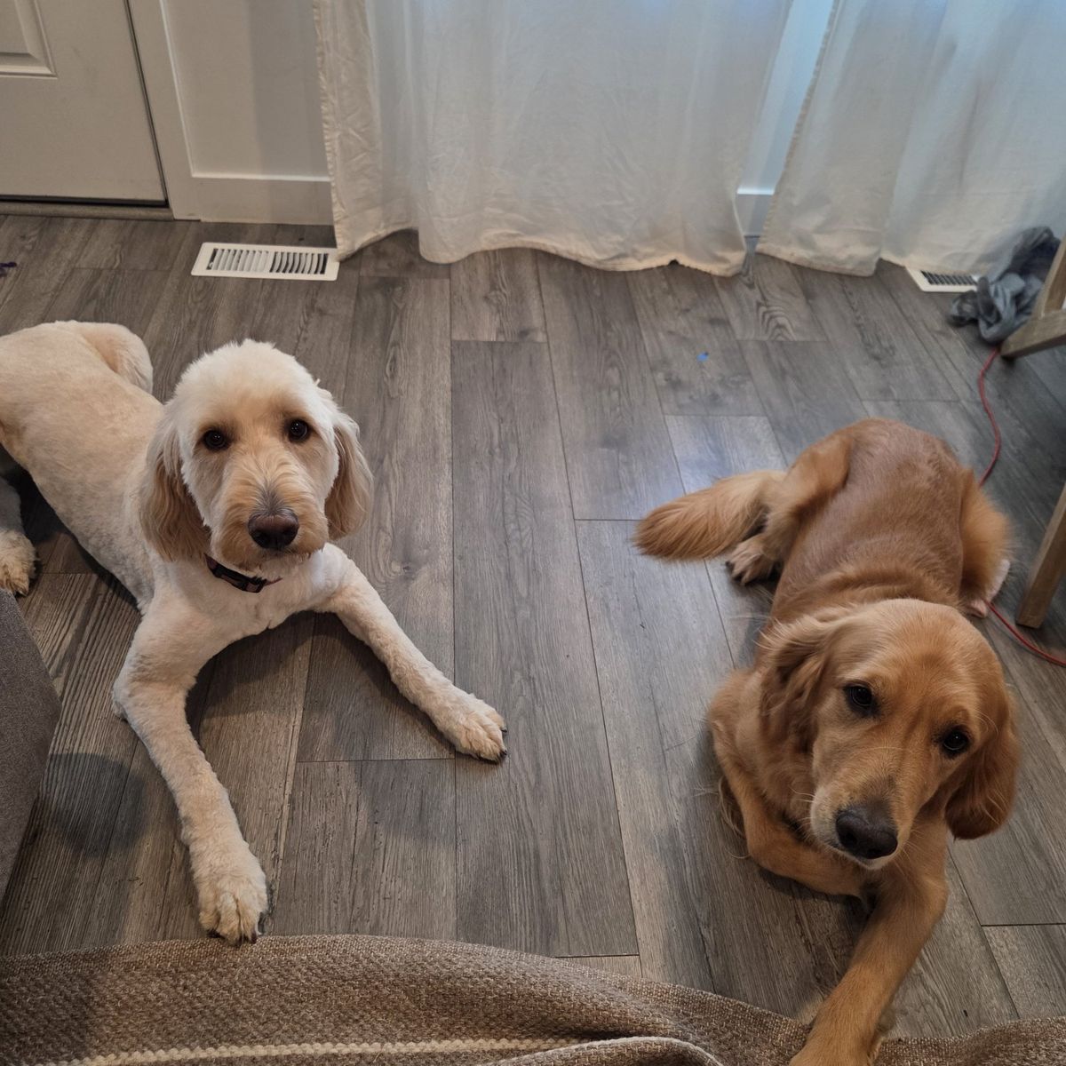 Golden and Goldendoodle
