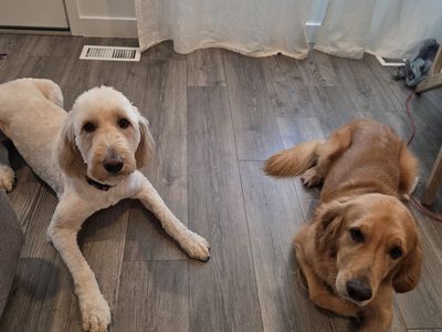 Golden and Goldendoodle