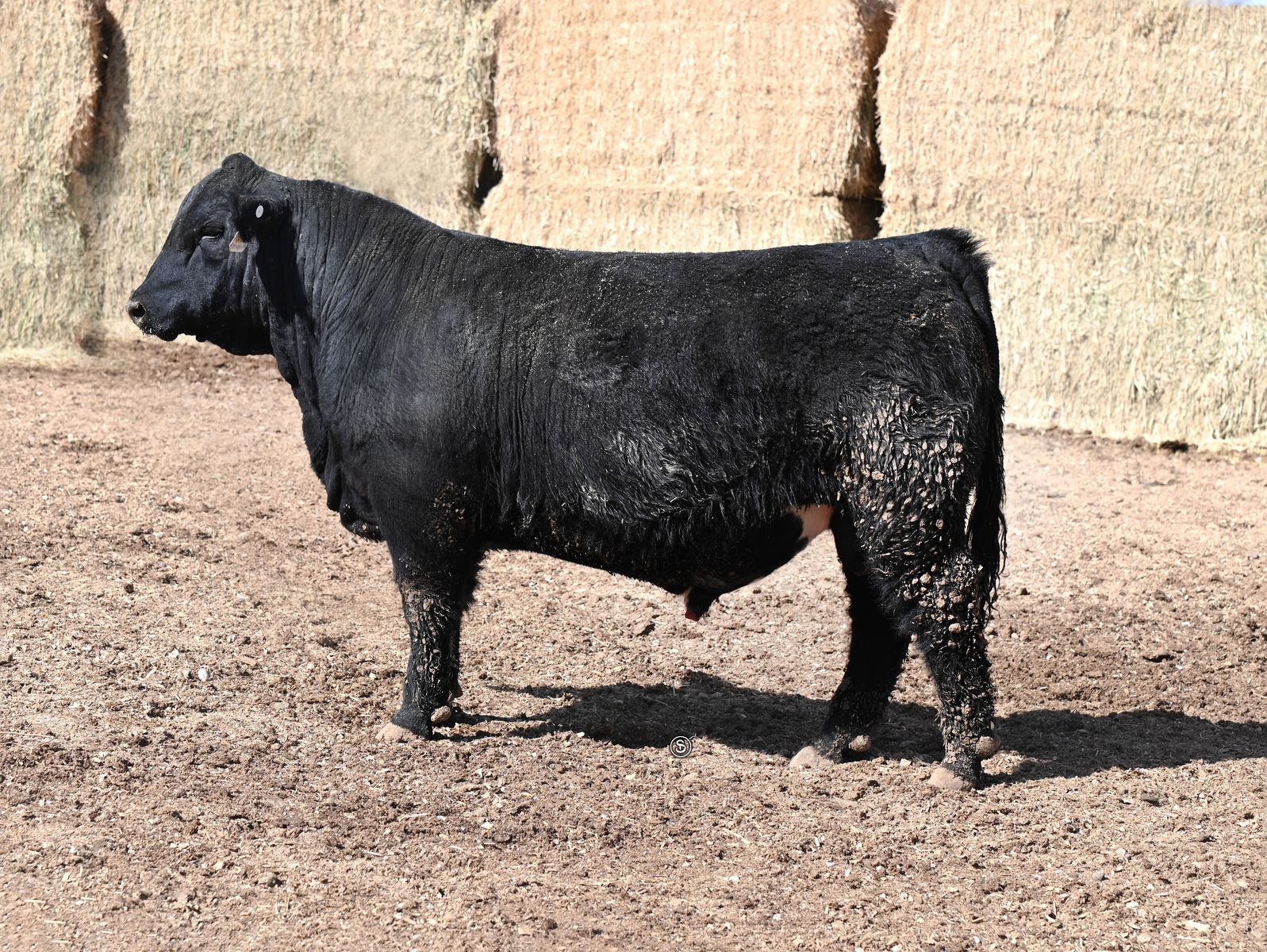 Sim-Angus, Simmental and Angus bulls for Sale