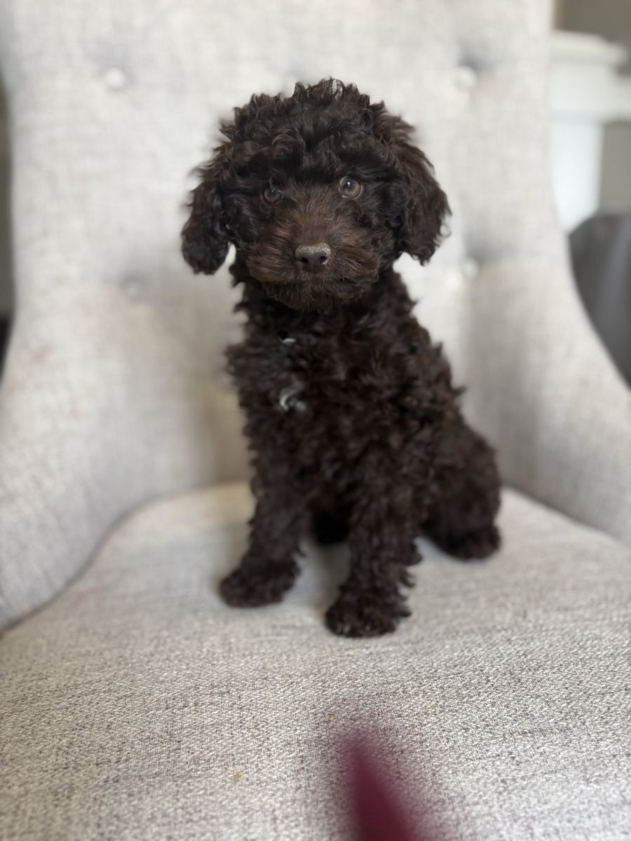 12 week old Mini Aussie Doodle puppy