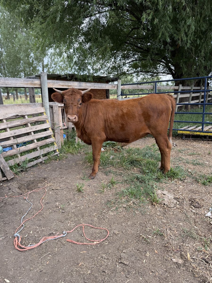 Yearling Highland/Jersey Cross Heifer