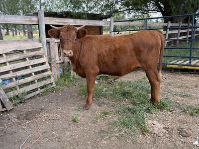 Yearling Highland/Jersey Cross Heifer