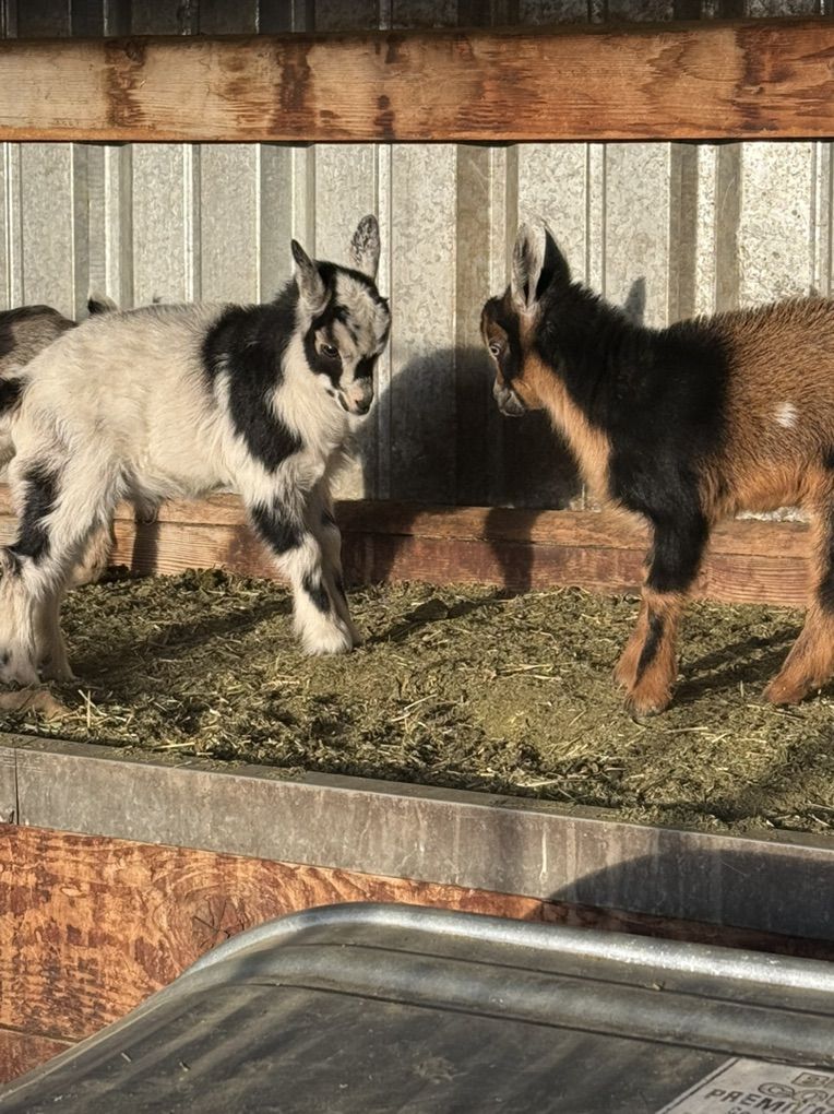Two Young Male Nigerian Dwarf Kids