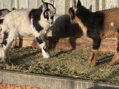 Two Young Male Nigerian Dwarf Kids