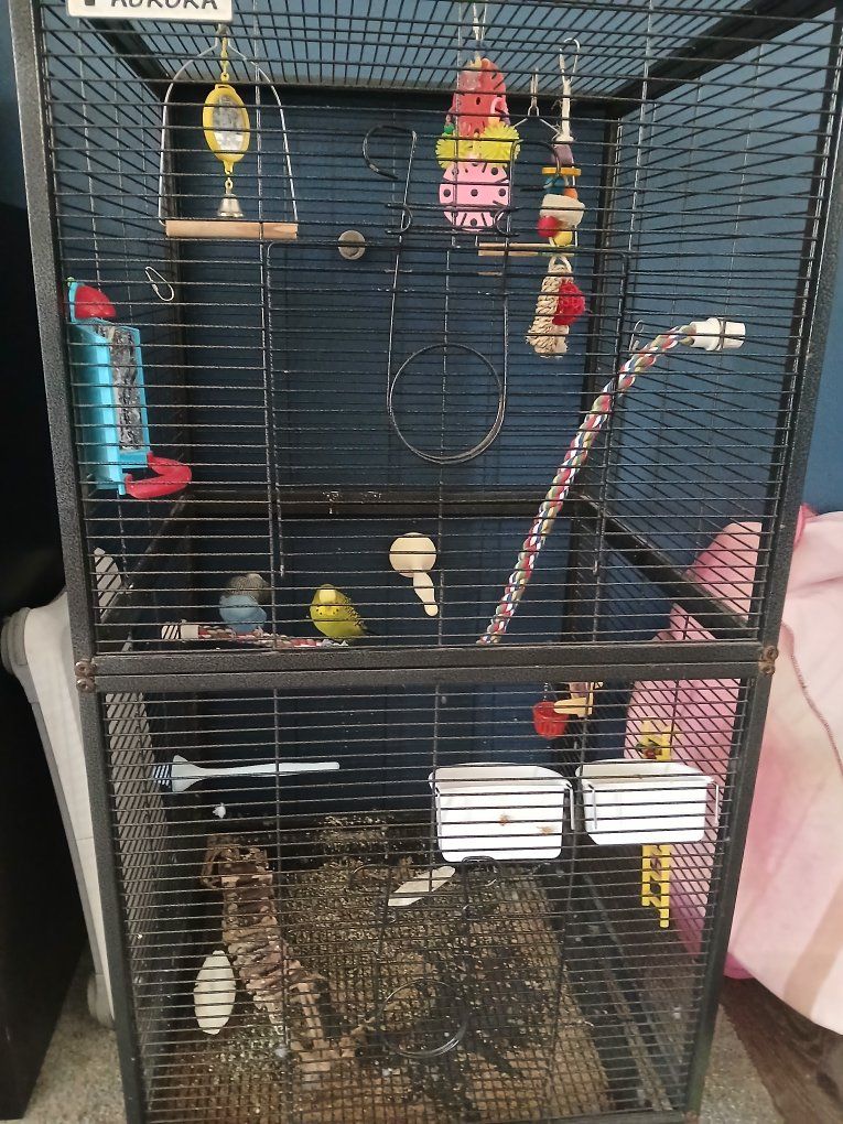 PARAKEETS W/CAGE