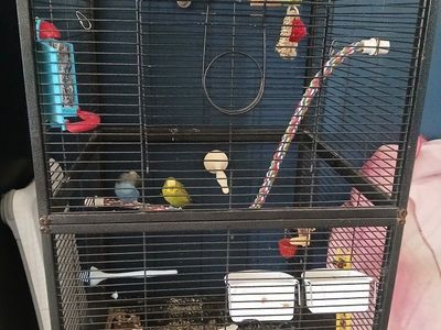 PARAKEETS W/CAGE