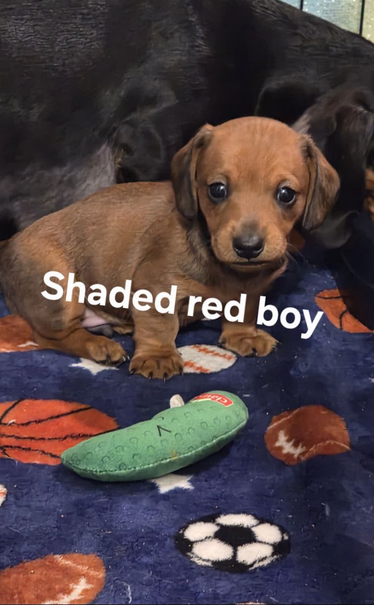 Mini dacshund 1 BOY LEFT