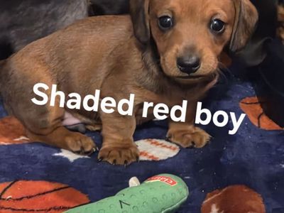 Mini dacshund 1 BOY LEFT