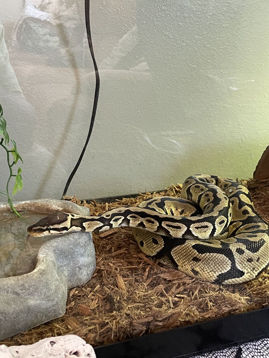 Pastel Ball python