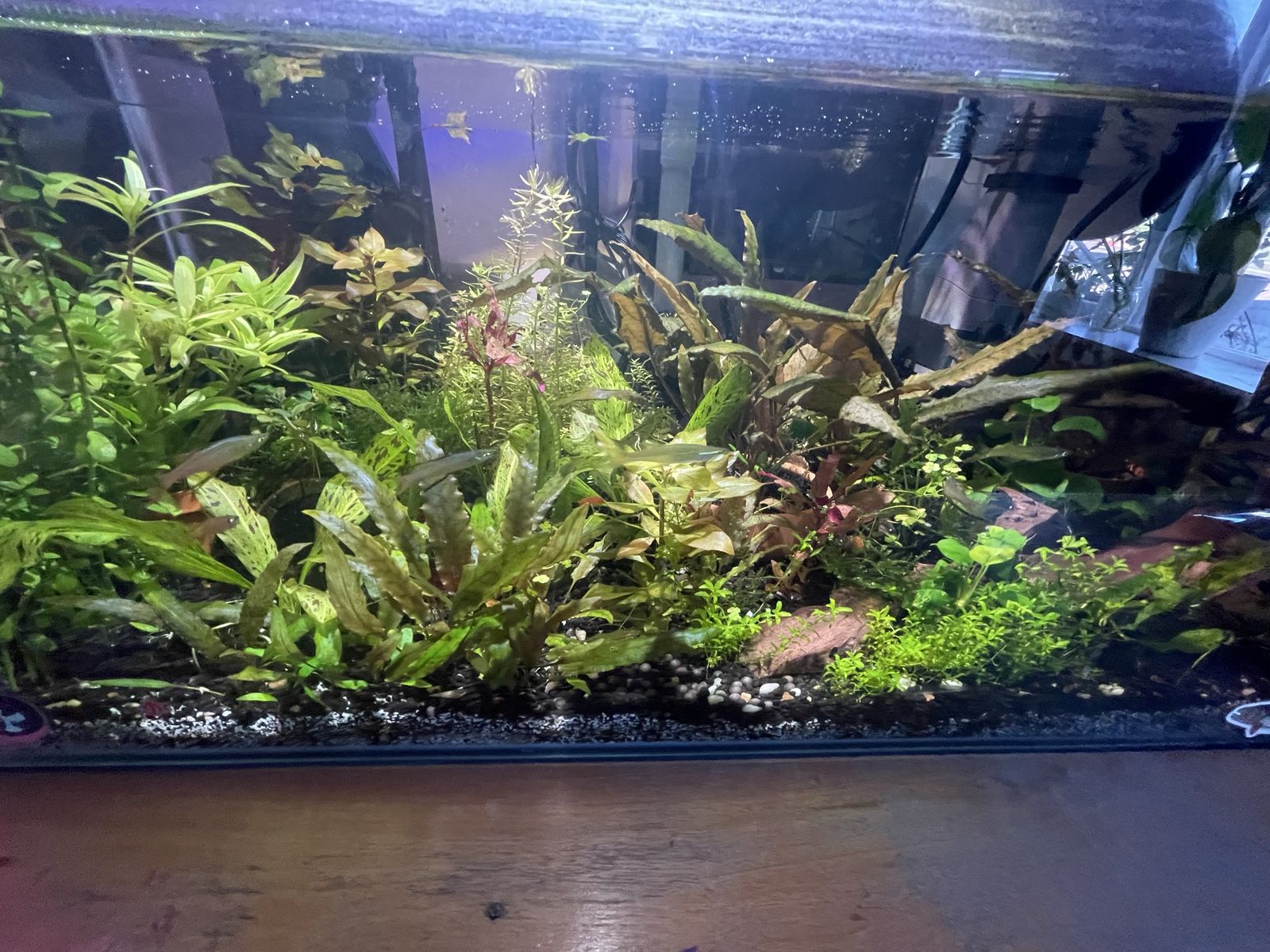 13.6 rimless shallow Planted Glass Aquarium with Live Plants and Fish