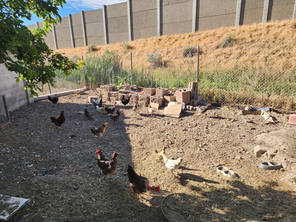 Chickens for sale!