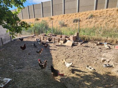 Chickens for sale!