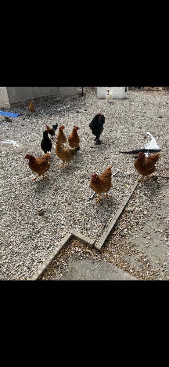 Chickens 