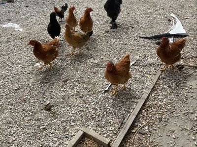 Chickens