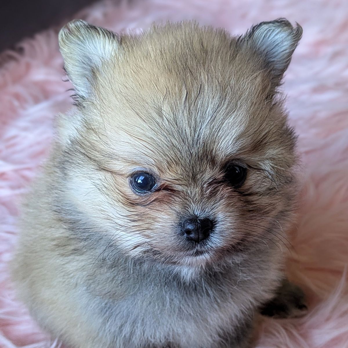 AKC Health Tested Pomeranian Puppies