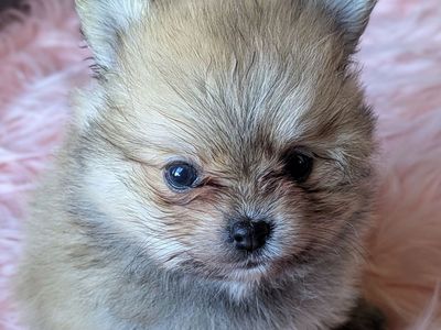 AKC Health Tested Pomeranian Puppies
