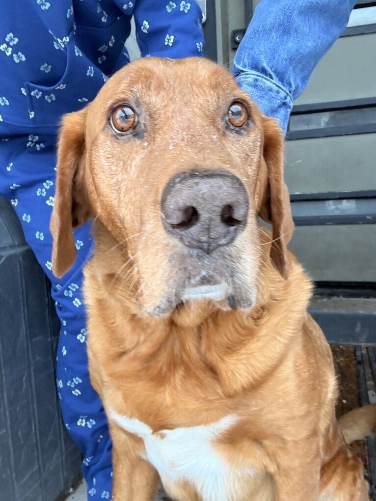 Found Dog In Highland