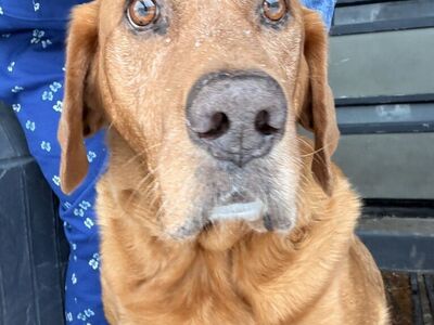 Found Dog In Highland