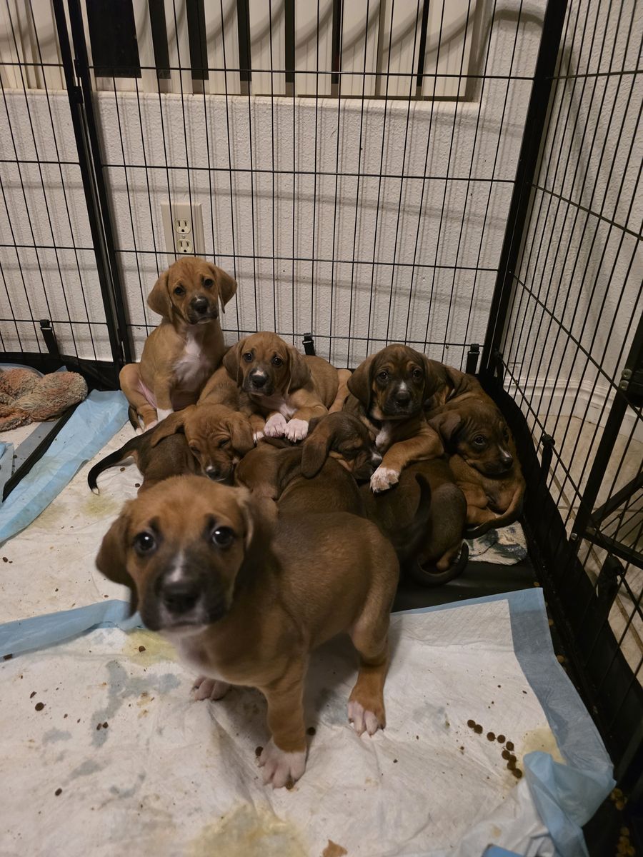 Bluetick coonhound and boxer mix puppies