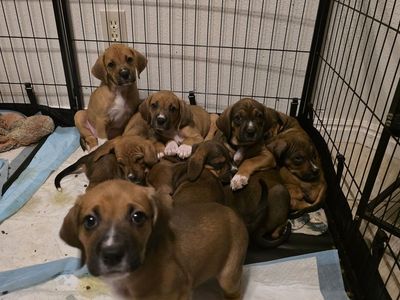 Bluetick coonhound and boxer mix puppies