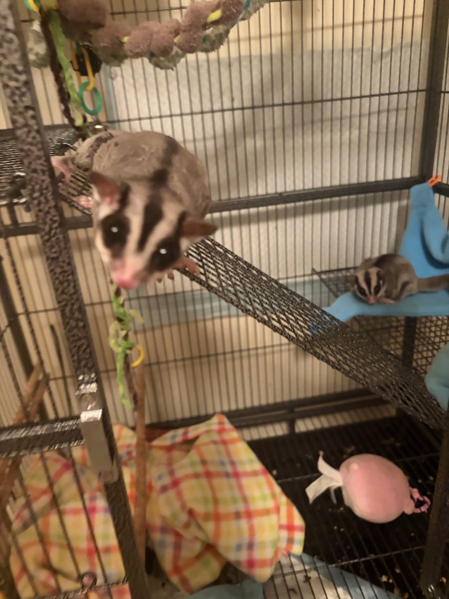 2 Male Sugar Gliders
