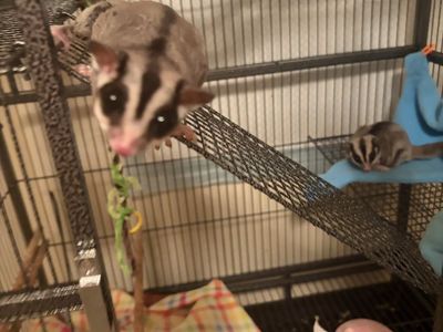 2 Male Sugar Gliders