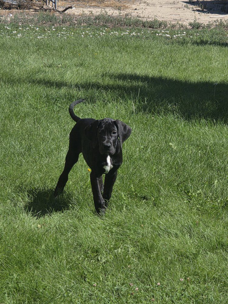 AKC Great Dane Puppy