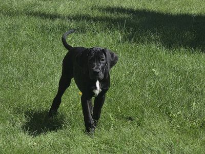 AKC Great Dane Puppy