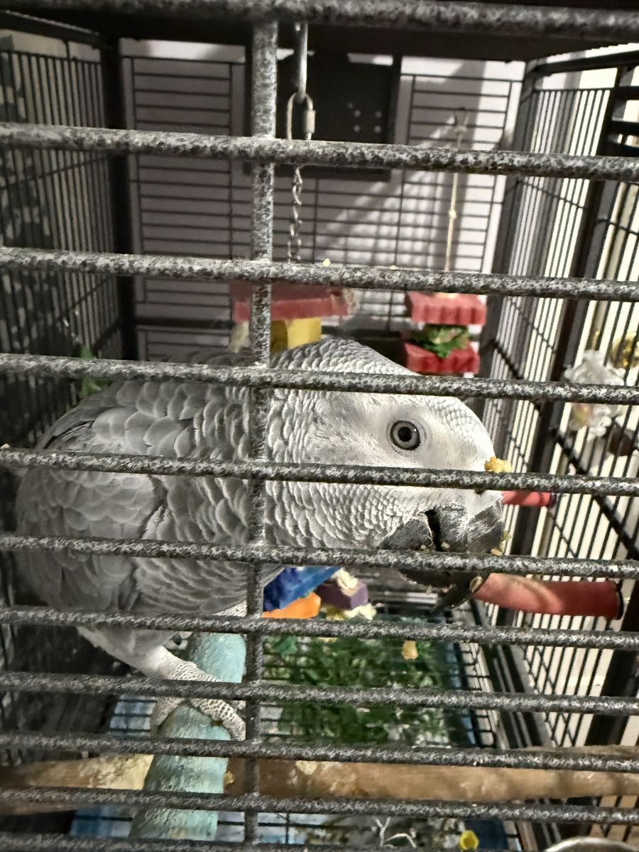 Congo African Grey