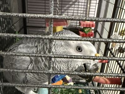 Congo African Grey