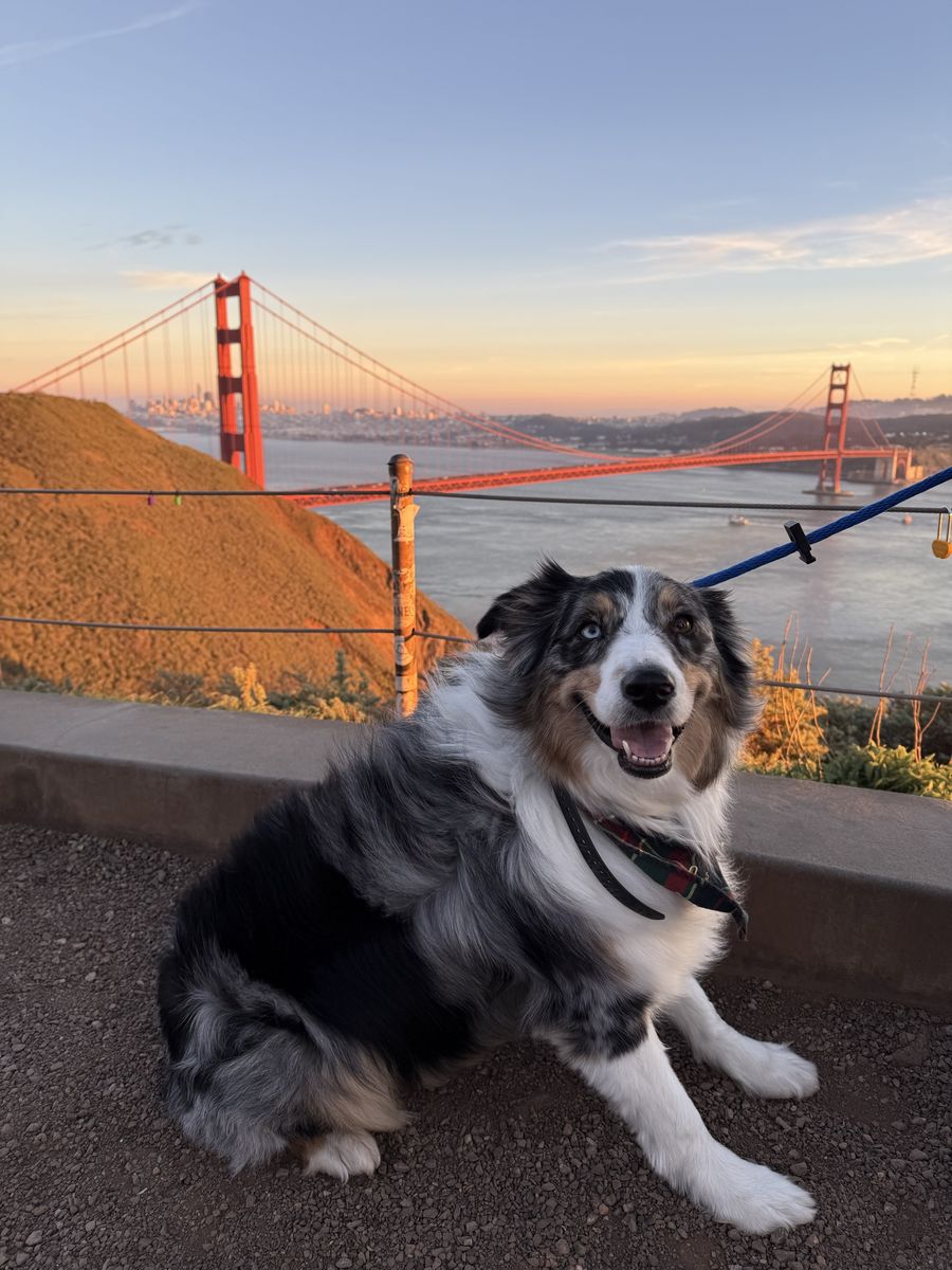 Sweet Australian Shepherd looking for forever home