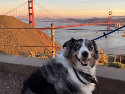 Sweet Australian Shepherd looking for forever home