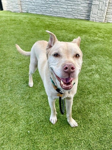 A162099 Faye is Available for Adoption!