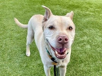 A162099 Faye is Available for Adoption!