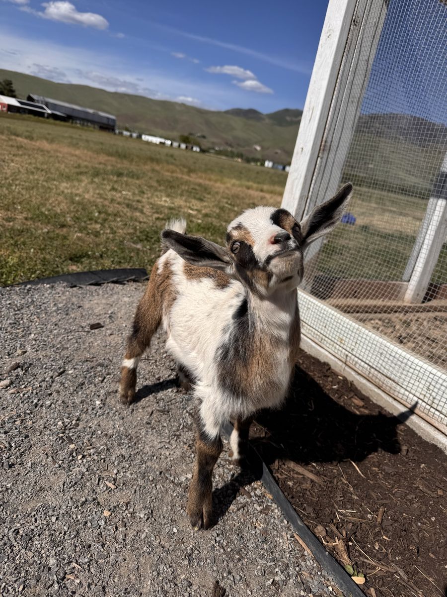 Nigerian Goat Kids