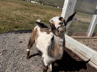 Nigerian Goat Kids
