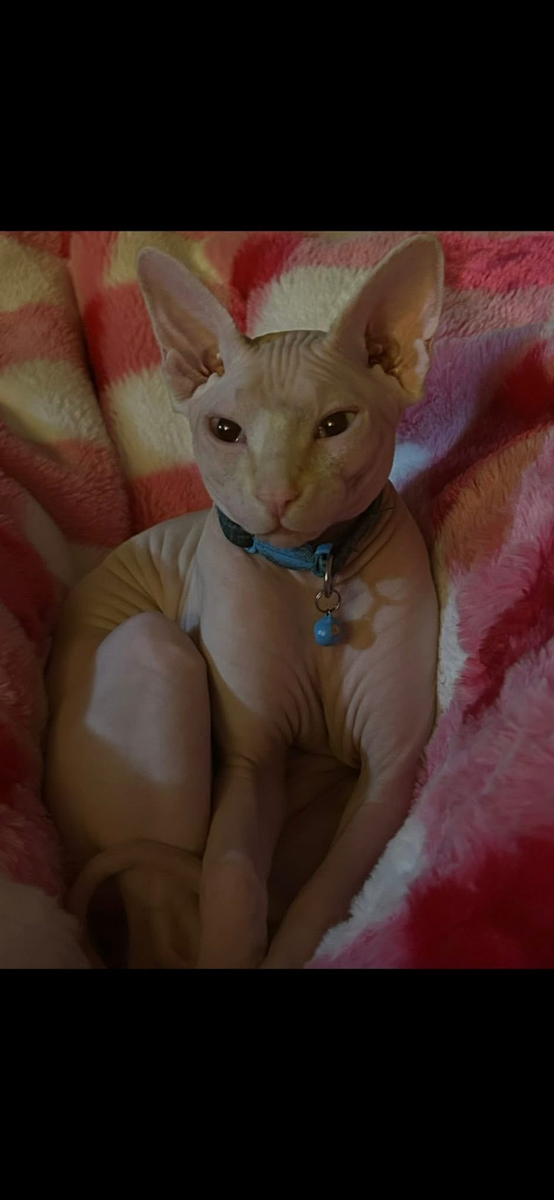 Sphynx stud