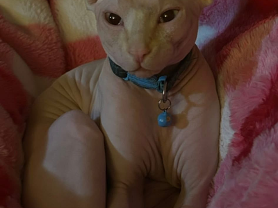 Sphynx stud