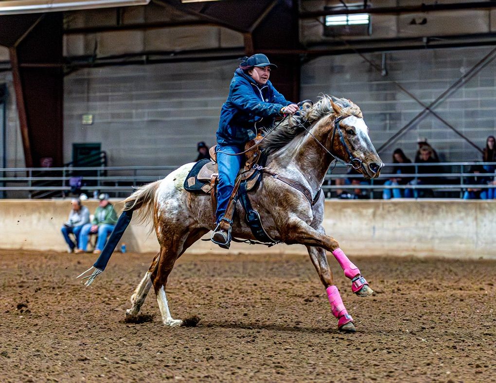 For Stud - APHC Stallion