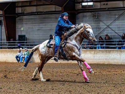 For Stud - APHC Stallion