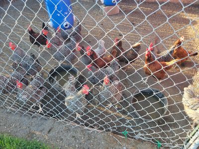 Chickens and coop