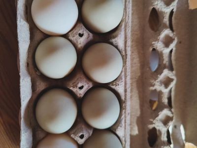 duck eggs