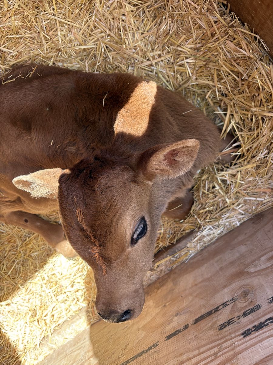 Bottle calves