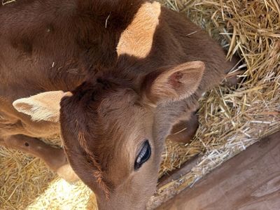 Bottle calves