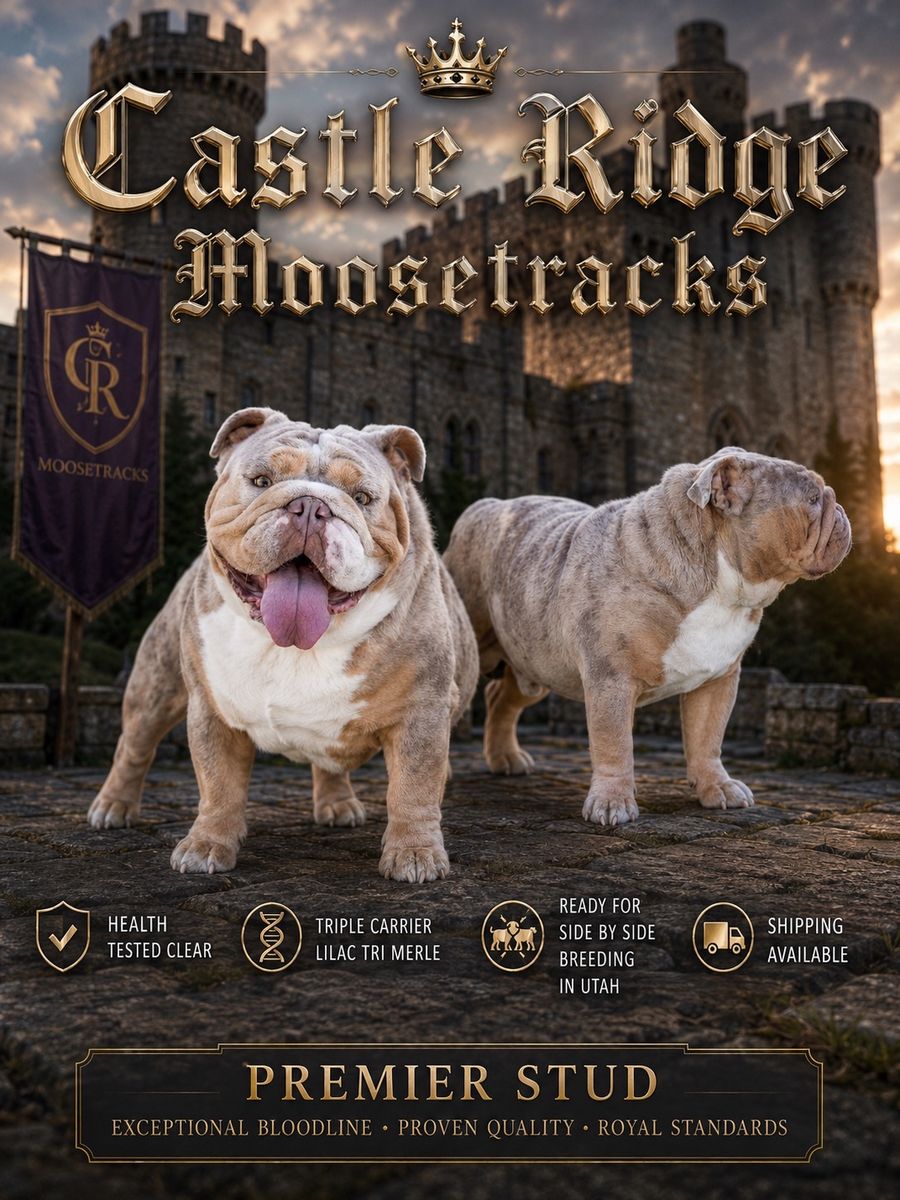 English Bulldog Stud Service - Lilac Tri Merle Triple Carrier
