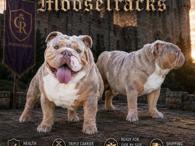 English Bulldog Stud Service - Lilac Tri Merle Triple Carrier