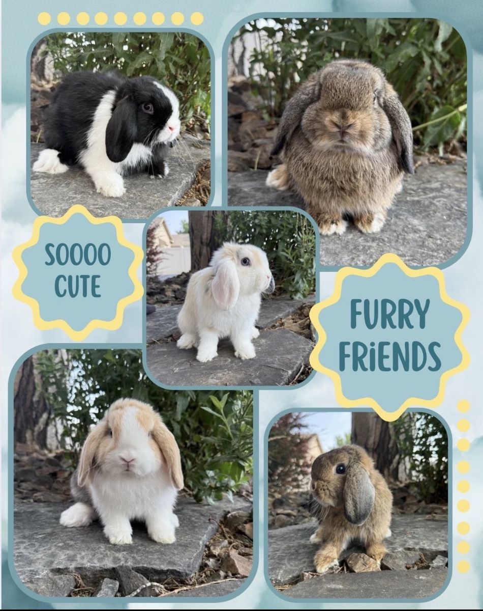 Lop Eared Bunnies - Cute Pet Rabbits