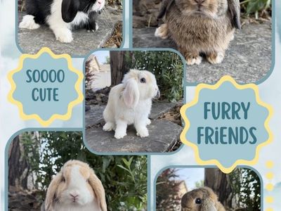 Lop Eared Bunnies - Cute Pet Rabbits