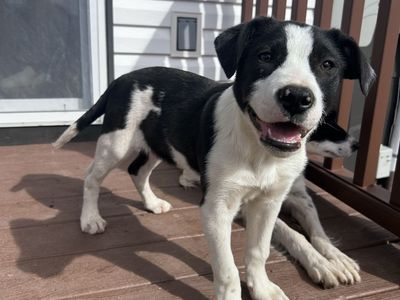 3/4 Border Collie 1/4 Pitbull Puppies!
