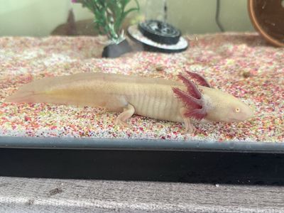 Albino Axolotl